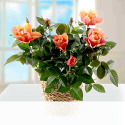 Blumen und Präsente von 123Blumenversand. Angebot "Orange Rose im Weidenkorb" ab 21.99 zzgl. Lieferung.