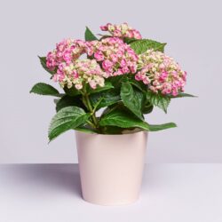 Blumen und Präsente von Bloomydays. Angebot "Hortensie rosa" ab 22.99 zzgl. Lieferung.