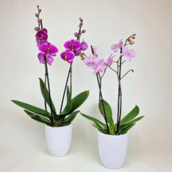 Blumen und Präsente von Blumenversand Edelweiß. Angebot "Topfpflanze Orchidee" ab 29.99 zzgl. Lieferung.