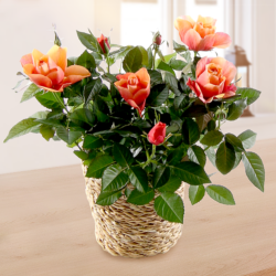 Blumen und Präsente von FloraPrima. Angebot "Orange Rose im Weidenkorb" ab 20.99 zzgl. Lieferung.