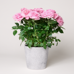 Blumen und Präsente von FloraPrima. Angebot "Rosa Rose im Betontopf" ab 19.99 zzgl. Lieferung.