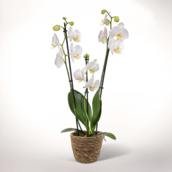 Blumen und Präsente von FloraPrima. Angebot "Weiße Orchideen im Weidenkorb" ab 24.99 zzgl. Lieferung.