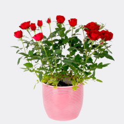 Blumen und Präsente von FloraPrima. Angebot "Rote Rose im Topf" ab 25.99 zzgl. Lieferung.