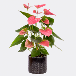 Blumen und Präsente von FloraPrima. Angebot "Rosa Anthurie" ab 24.99 zzgl. Lieferung.