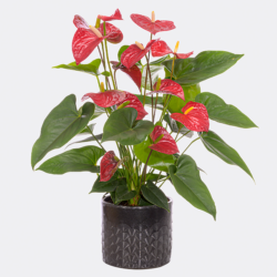 Blumen und Präsente von FloraPrima. Angebot "Rote Anthurie" ab 24.99 zzgl. Lieferung.