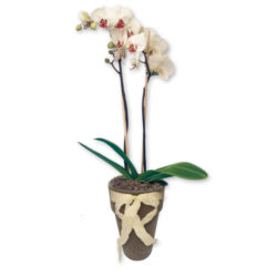 Blumen und Präsente von FloraPrima. Angebot "Weiße Orchidee im Topf" ab 50.90 zzgl. Lieferung.